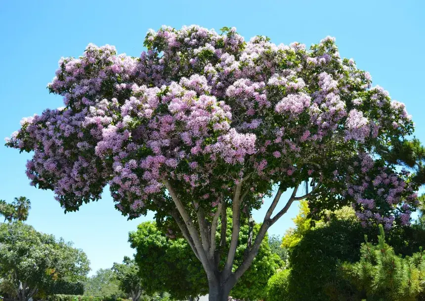 The Cape Chestnut: Kenya’s Floral Crown Jewel