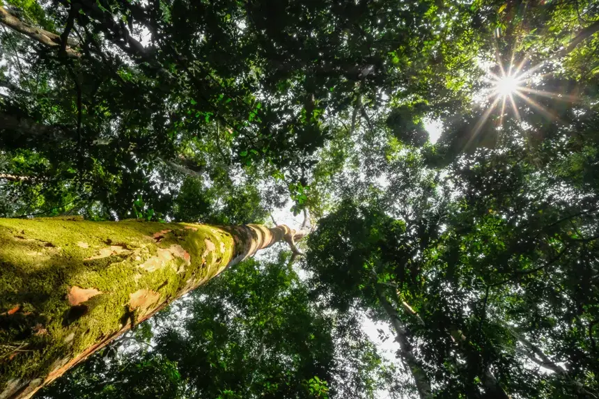 The Red Stinkwood: A Highland Treasure of the Limuru Mist