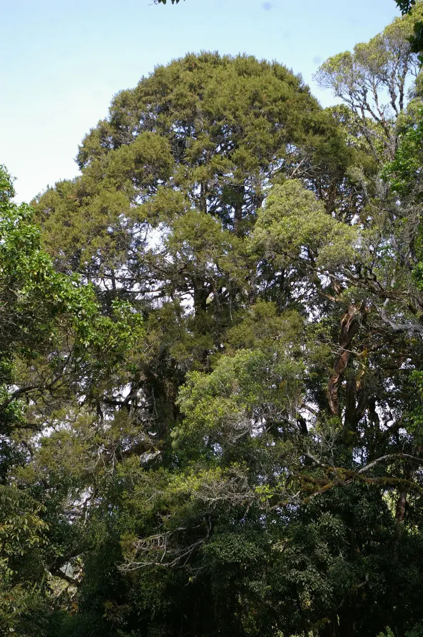 The African Pencil Cedar: A Sentinel of the Highlands